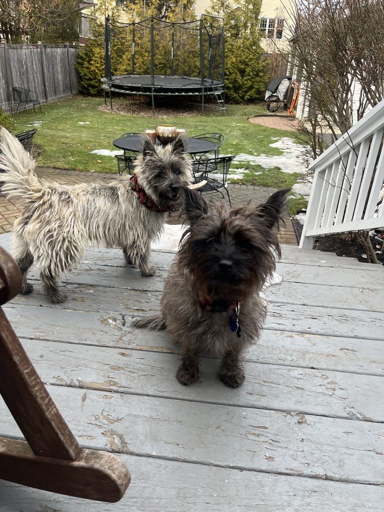 Poppy and Daisy on the deck