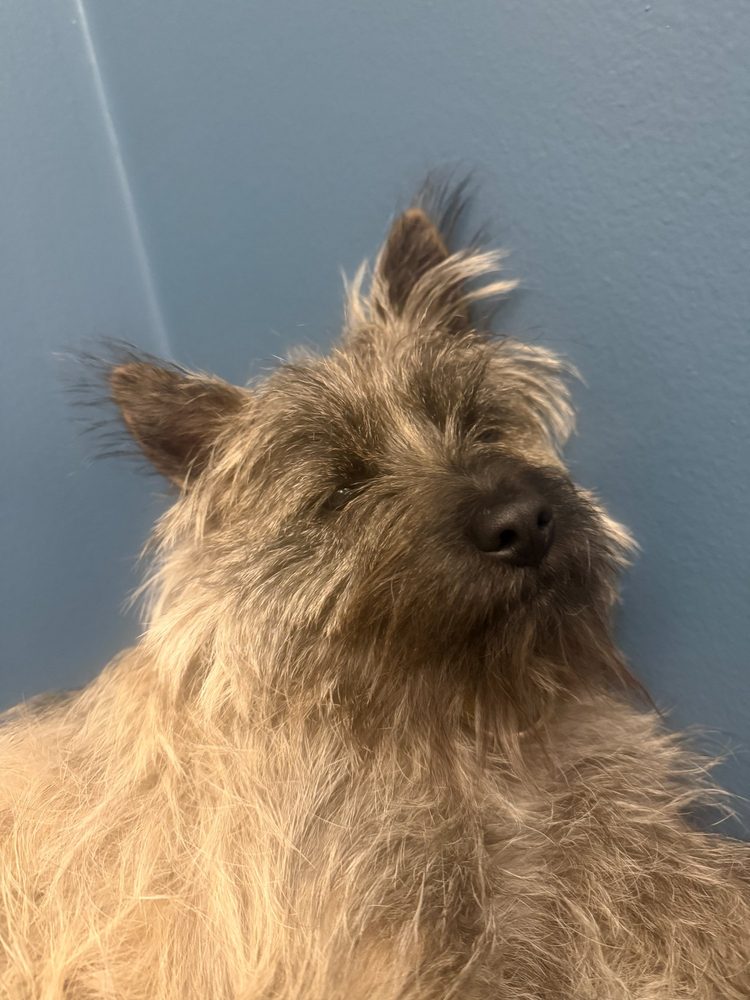 Poppy the Cairn Terrier
